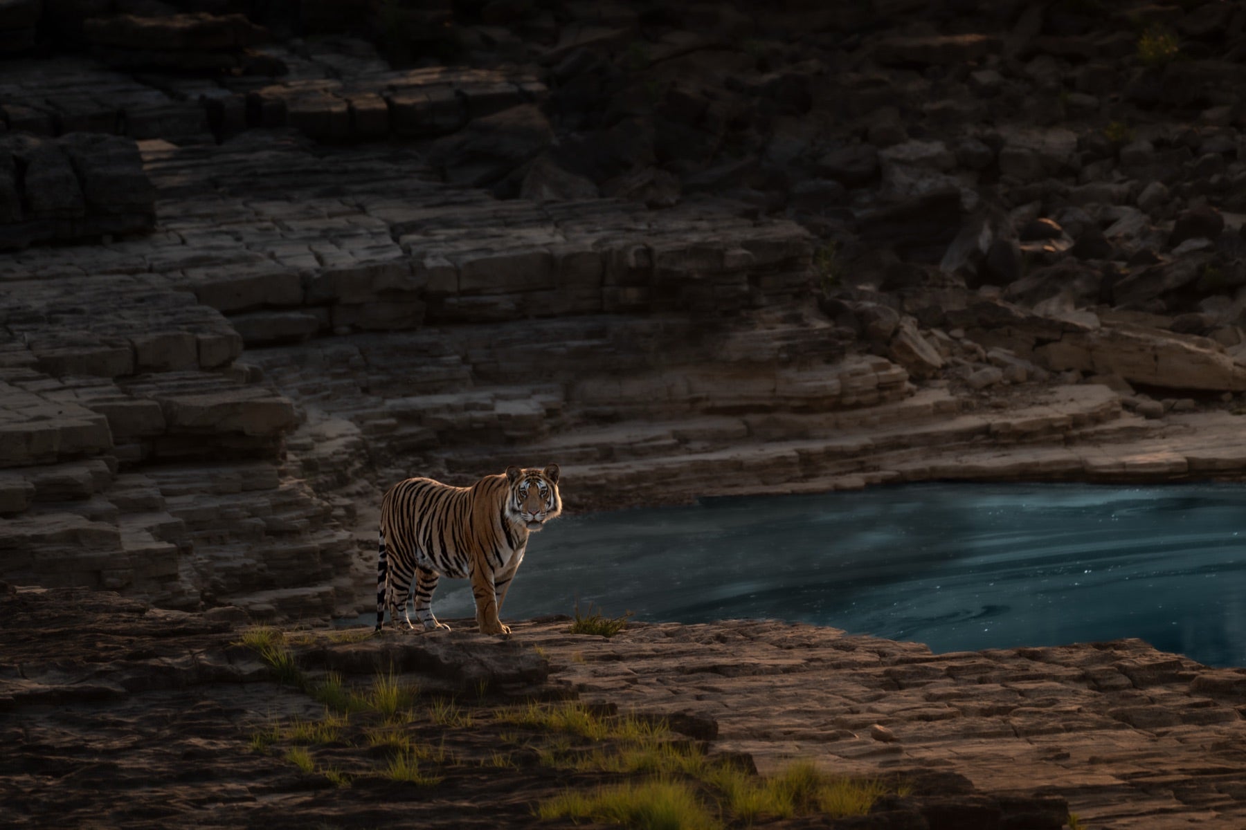 Bengal tiger walking beside turquoise pool at Ranthambore