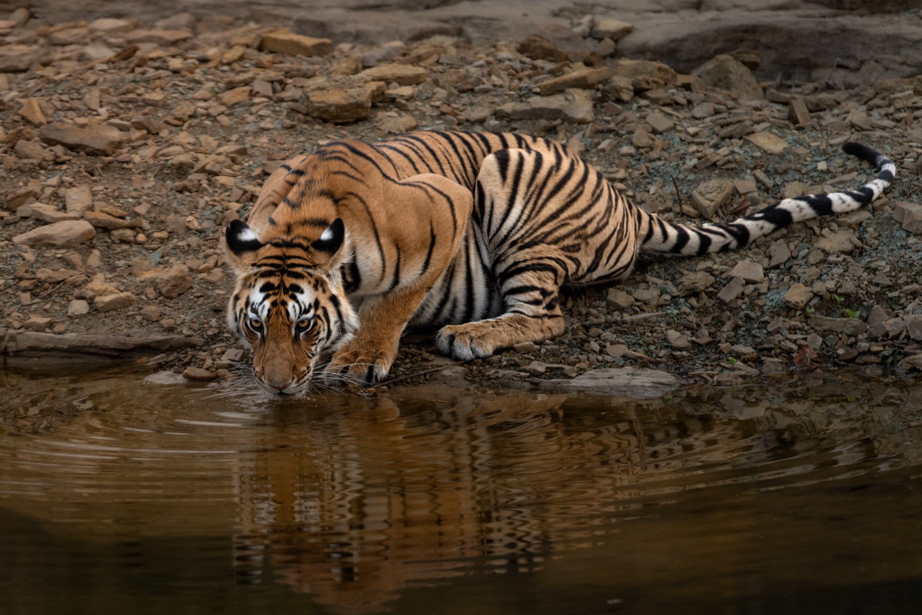 Bengal tiger drinking water with reflection at Ranthambore